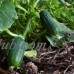 Spacemaster 80 Cucumber Garden Seeds - 1 Oz - Non-GMO, Heirloom Vegetable Gardening Seed By Mountain Valley Seeds   565458813